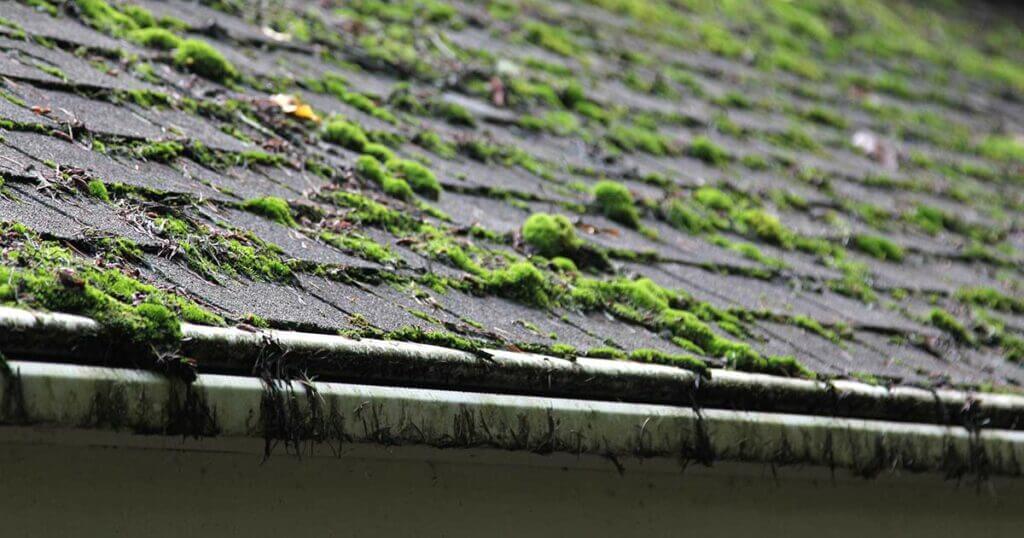 Moss-Cleaning-Bad-Shingles-2